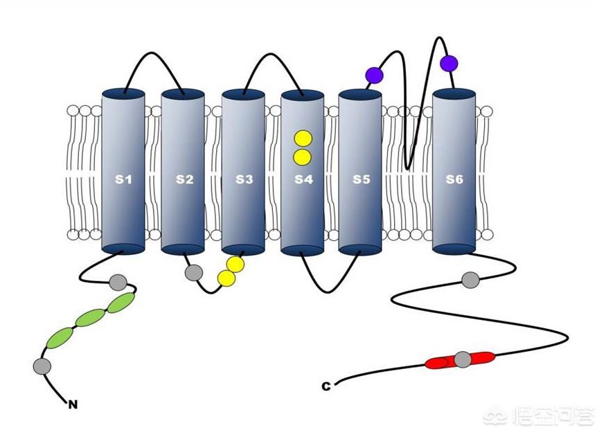 辣不是一种味觉是一种痛觉,辣是一种痛觉还是味觉