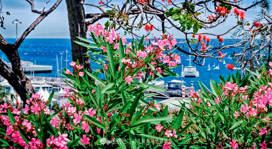 岛王简介50字,岛王发言