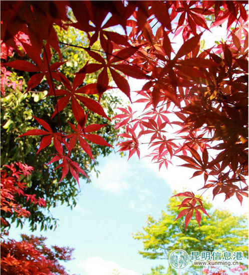 昆明五一免费公园,昆明八天旅游攻略路线推荐