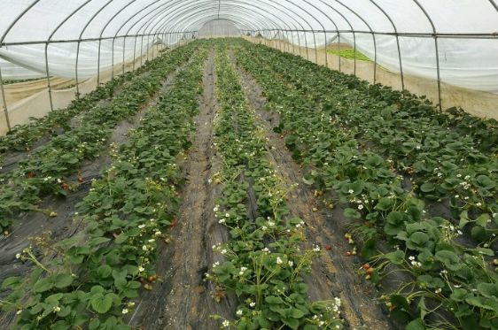 成都采草莓哪个地方最好,成都周边草莓采摘园基地