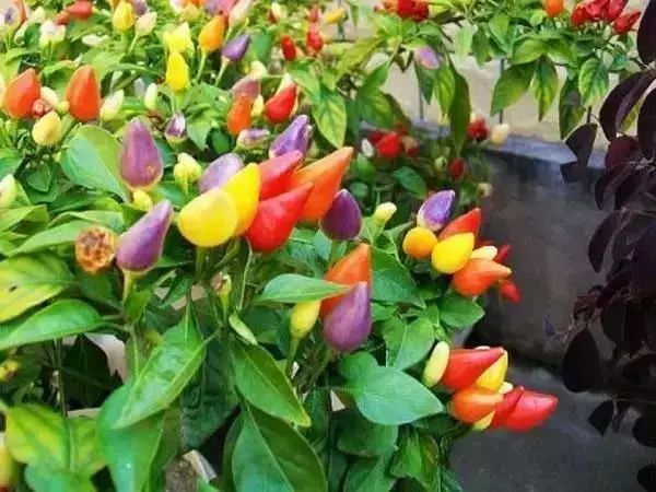 最好看的十种鲜花,小众又好看的鲜花