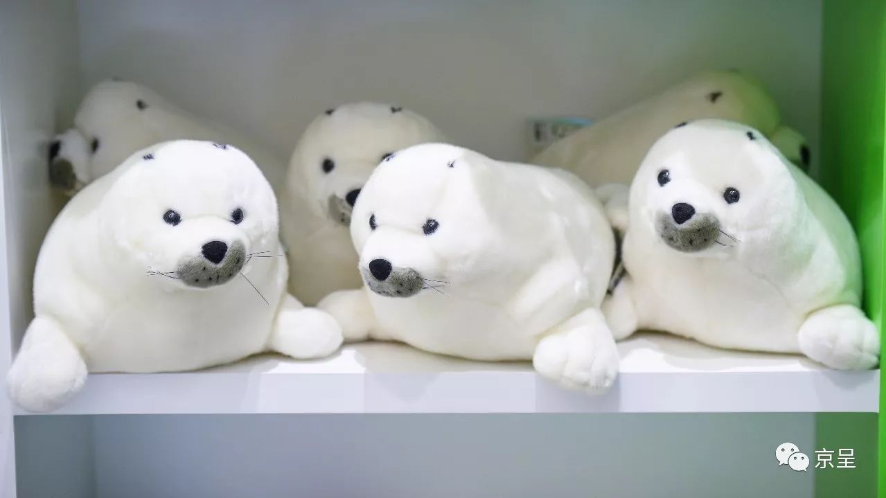 鹈鹕树懒食蚁兽?北京这家非主流玩偶店教你认认新萌物