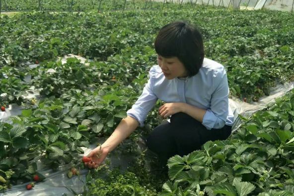 高新区附近草莓,高新区草莓