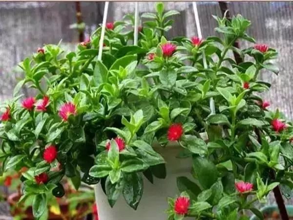 最好看的十种鲜花,小众又好看的鲜花