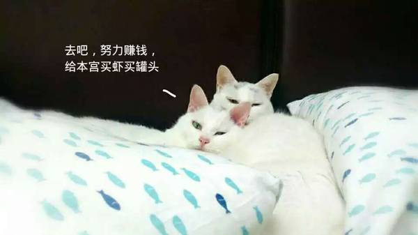 沉浸式养猫体验,养猫是一种什么体验