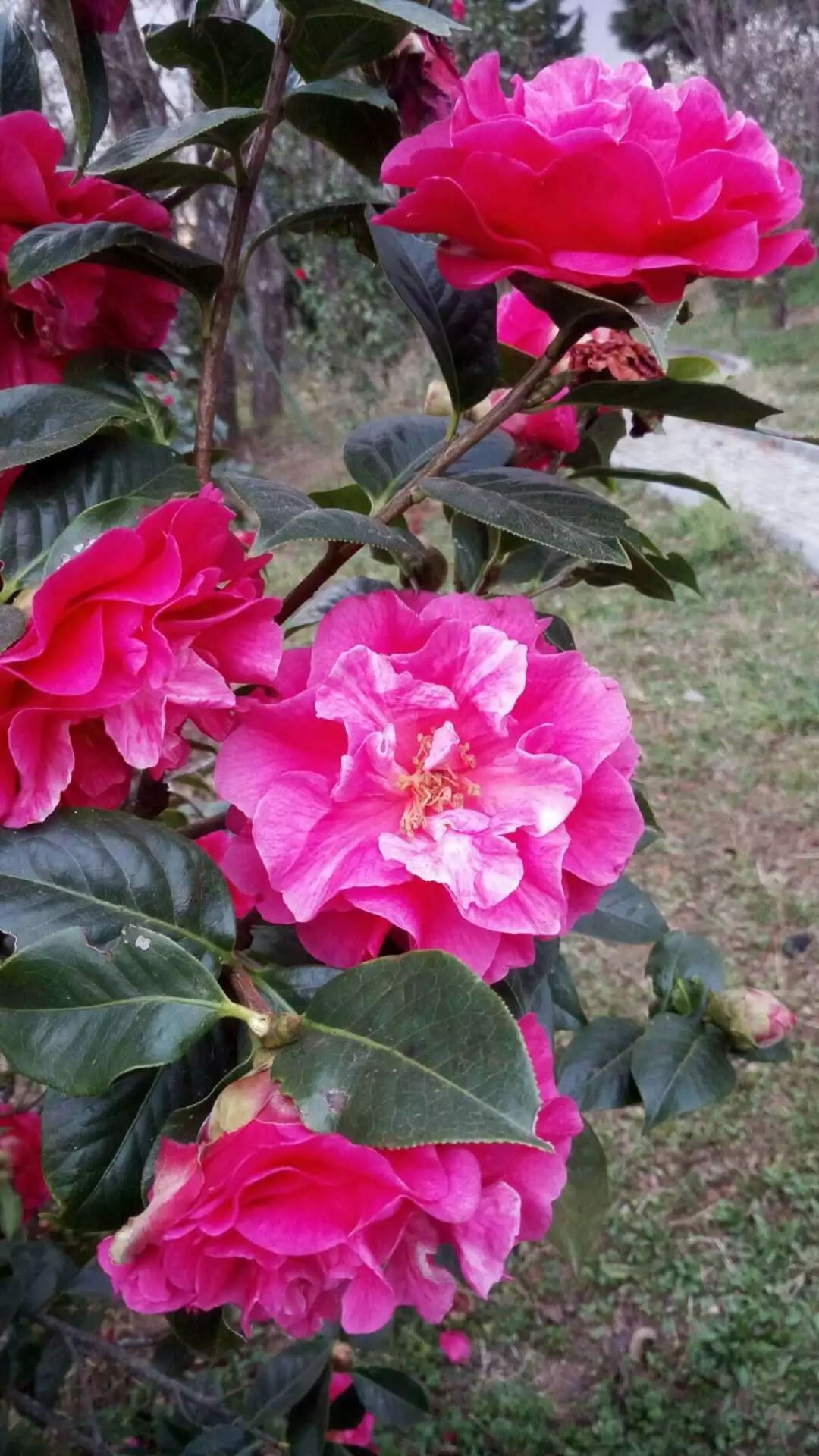 紫溪山茶花观赏时间,云南楚雄紫溪山茶花