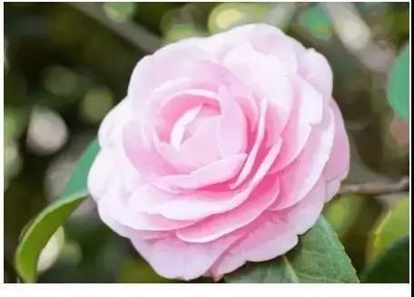 楚雄紫溪山山茶花开了吗,楚雄紫溪山茶花盛开的地方