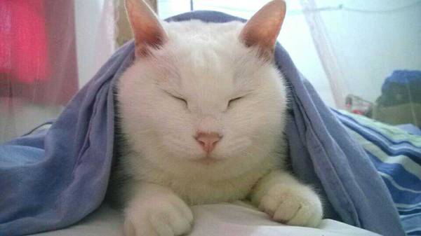 沉浸式养猫体验,养猫是一种什么体验