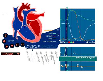 体检医生说我心律有点不齐,体检医生说我心脏早搏