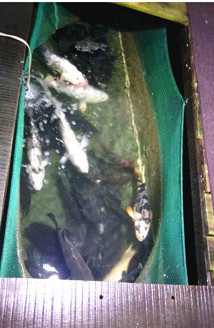 三亚清水湾海滩美食攻略,海南清水湾疍家新村鱼排午餐