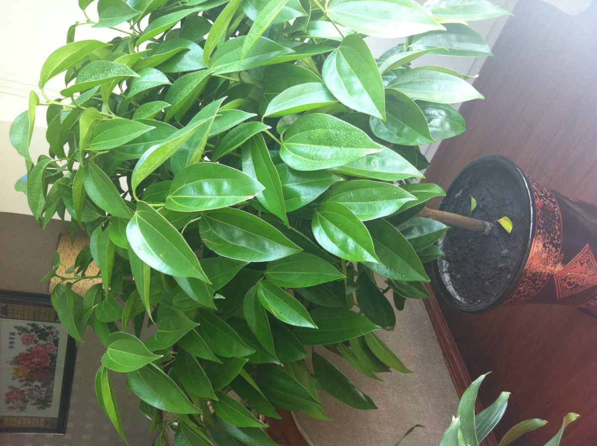 平安树越冬温度多少,平安树可以在室外越冬吗