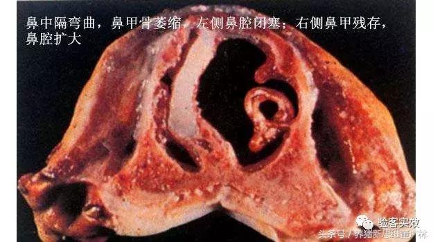 猪萎缩鼻炎联合用药方子,猪萎缩性鼻炎的克星