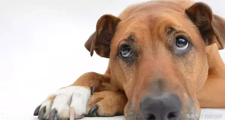 狗狗呕吐的常见原因和应对,导致狗狗呕吐常见的8个原因