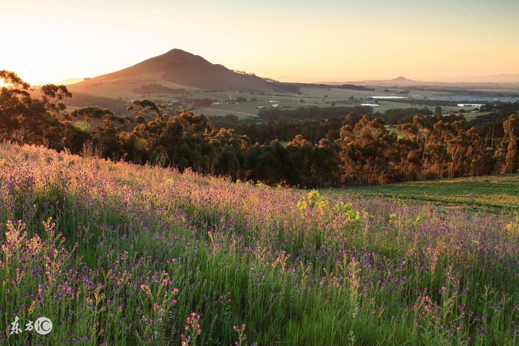 南非世界杯红酒,南非足球联赛红酒