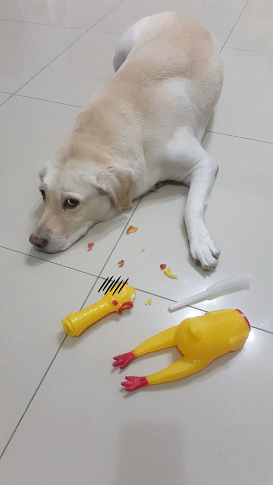 狗狗最爱玩的室外玩具,狗狗最喜欢玩的玩具是什么