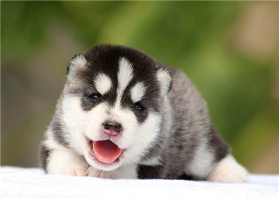 哈士奇怎么养才能养得很听话,哈士奇怎么养它才听话呢