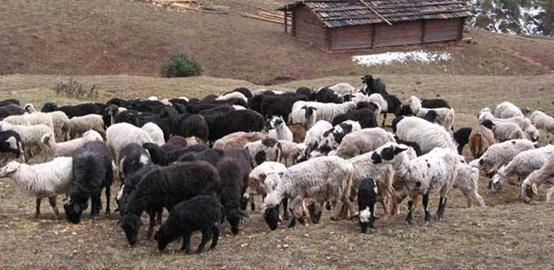 阿拉善盟白山羊羊苗,延安乌骨羊养殖