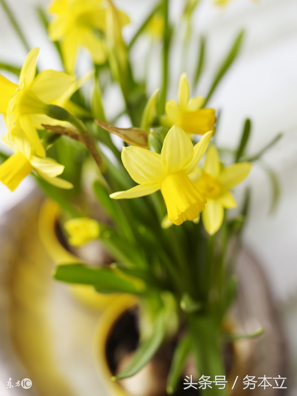 香水百合种球无芽怎么办,香水百合一个种球长多芽能开花吗