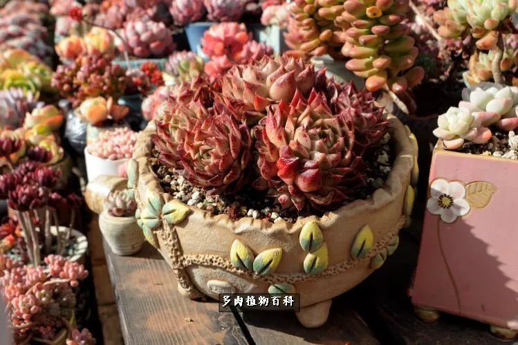 自己做多肉花盆，美肉美盆让阳台更加色彩！