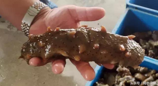 即食海参价格为什么差别那么大,海参的功效与营养价值及价格