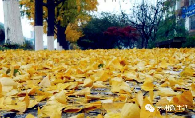 苏州美食商业街排名,苏州美食街区有哪些