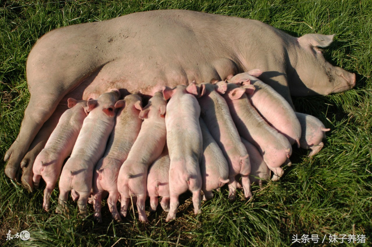 养猪母猪产仔太少怎么回事,母猪下崽了怎么处理猪崽