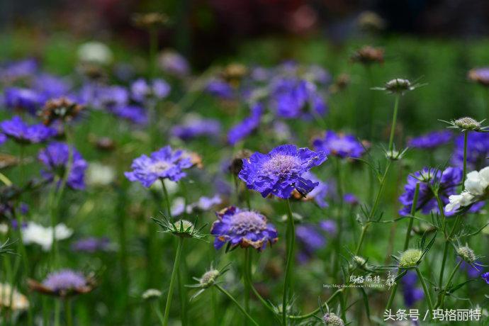 植物笔记解读视频,植物笔记关于花