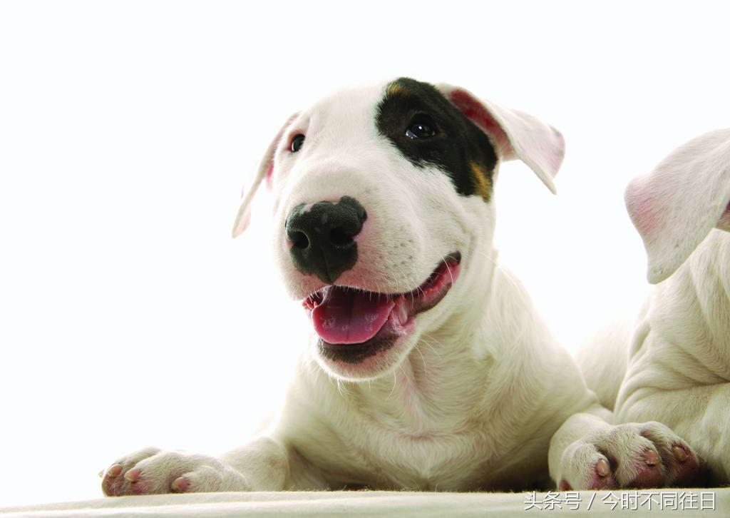 82年的狗犯了几个冲太岁,82年的狗明年犯太岁怎么样