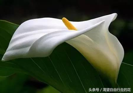 家里盆栽有这几样的赶紧扔掉,盆栽哪些绿植有毒性大