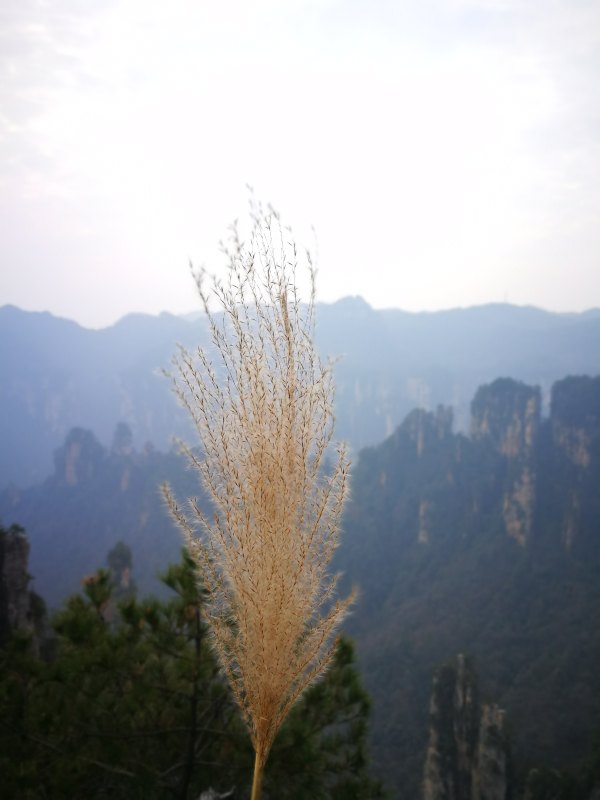 神奇美丽的张家界,张家界大自然仙境长视频