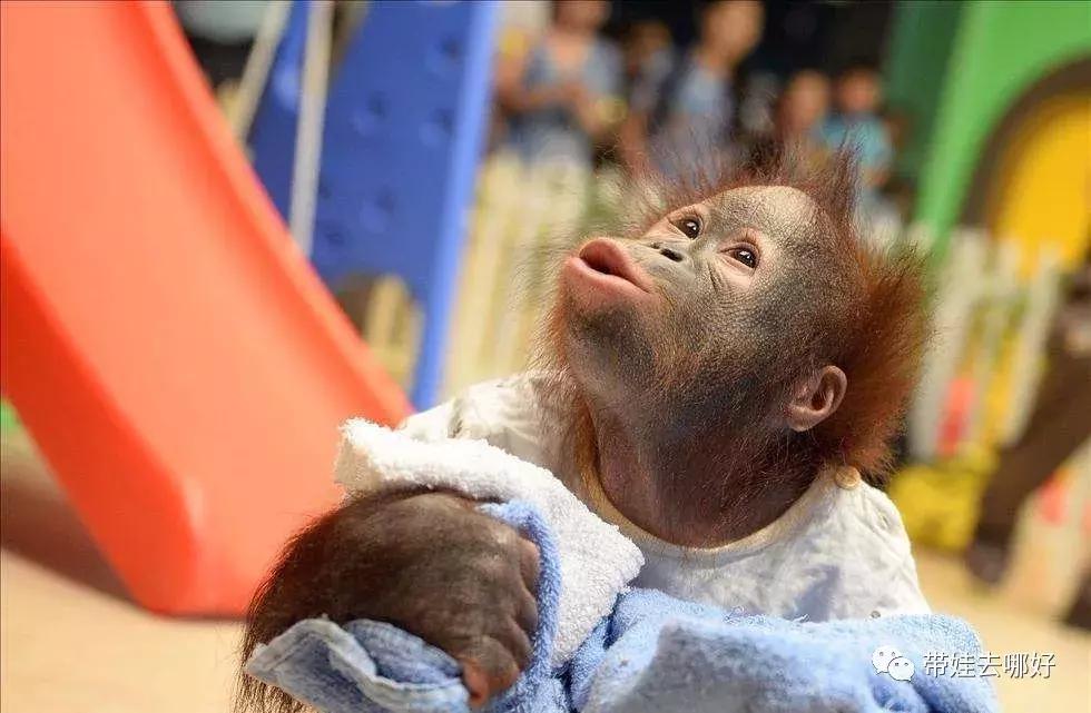 3天两晚广州长隆旅游攻略,广州长隆欢乐世界游玩攻略2021