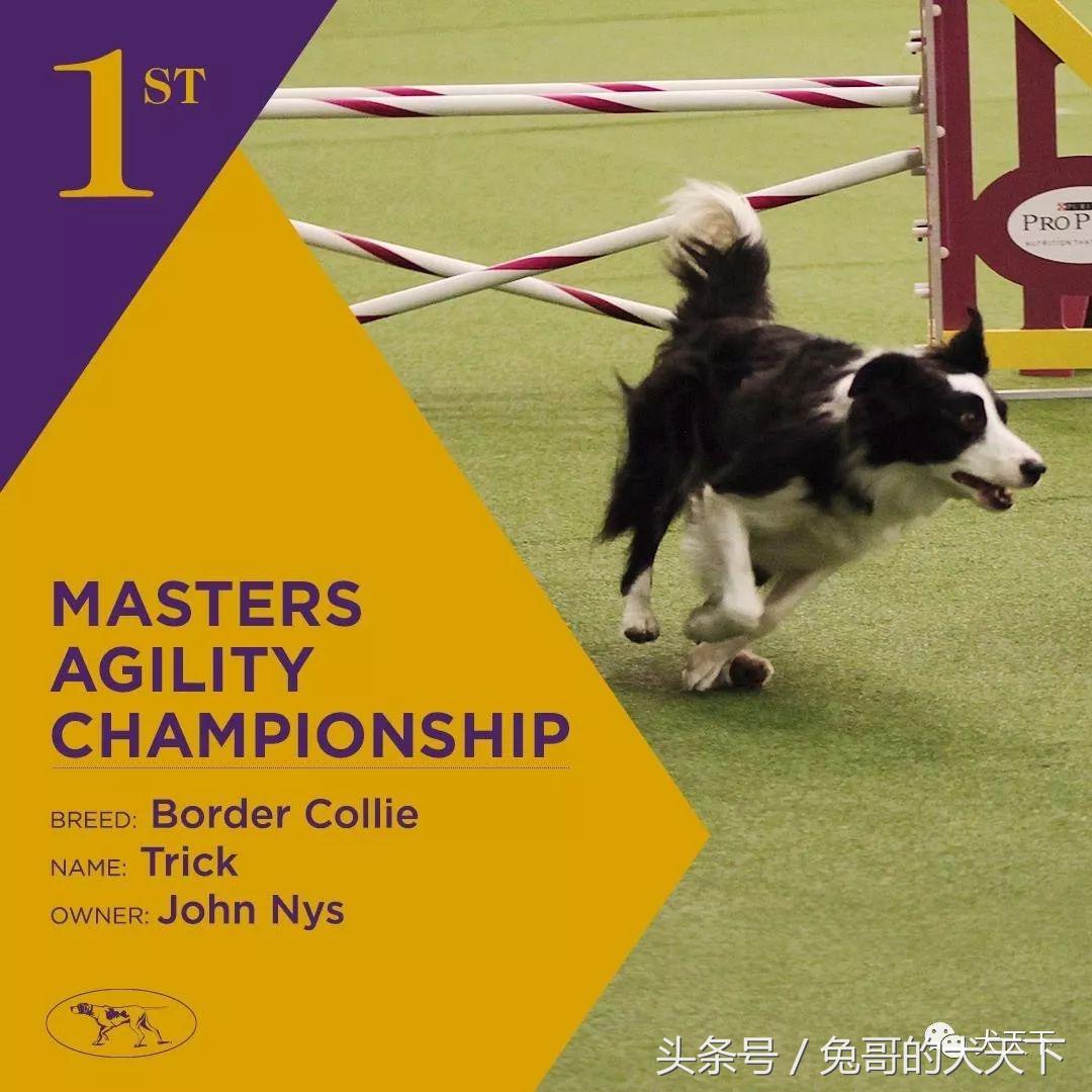 2017年西敏寺犬展时间表,西敏寺犬展北京犬