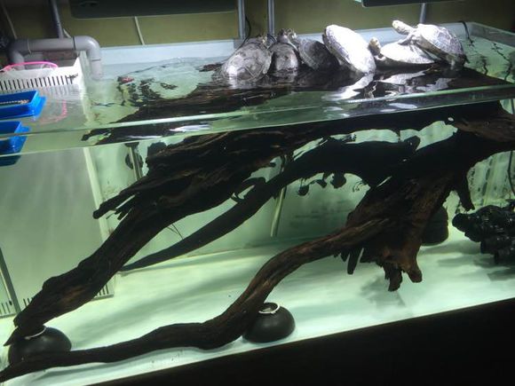 新手饲养水龟入门,饲养黄喉拟水龟需要什么手续