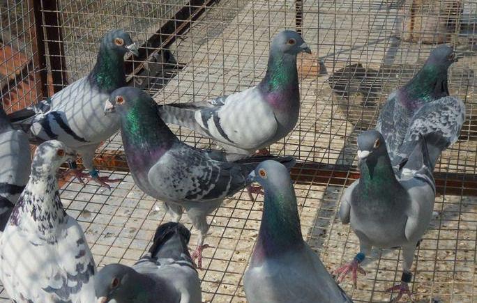 鸽子挠鼻子打喷嚏怎么回事,鸽子张嘴挠腮