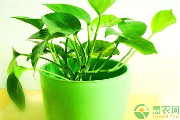 生命之花绿萝,绿萝为什么叫生命之花