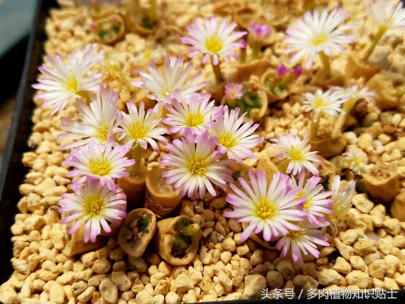生石花蜕皮的时候能掰开吗,生石花和肉锥需要晾根吗