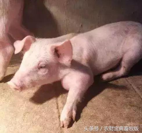 猪得了关节炎疼痛解决最好办法,猪关节炎型链球菌病怎样治疗最好