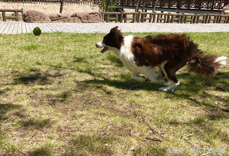 从养第一只狗开始,从零开始的养狗之路