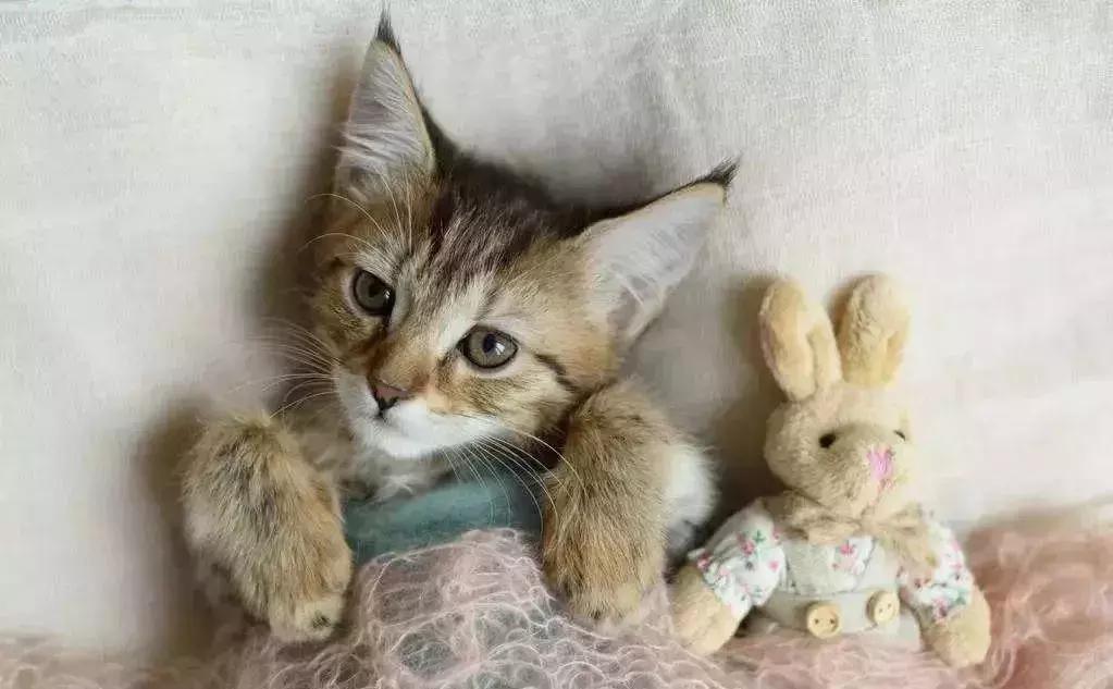 澳洲留学生回国前必做清单,去澳洲旅游前需要做的事