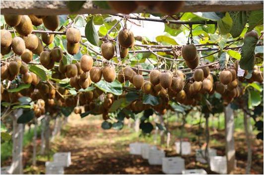 齐峰奇异果入驻河南万邦国际盛大开柜