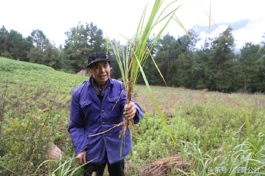 茅草根熬水能治感冒,茅草根煮水治感冒