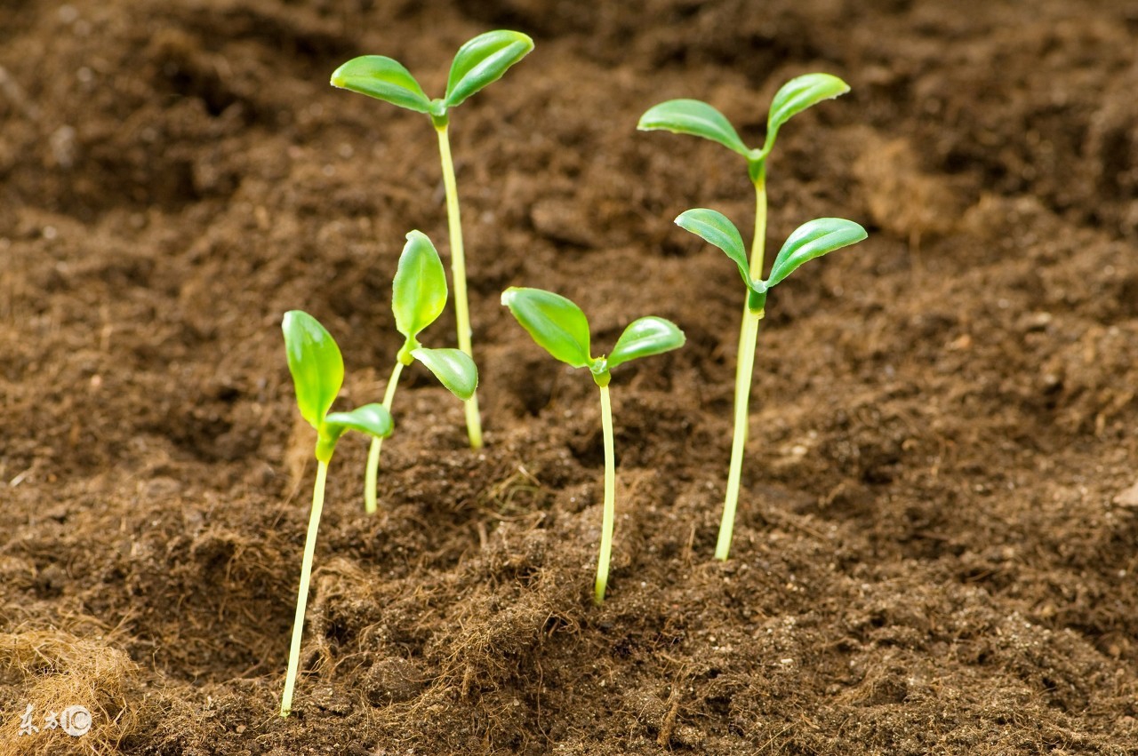 西红柿移栽3天为什么耷拉下来,西红柿栽上一直不长棵为什么