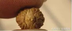 酸枣核与尼泊尔小凤眼的区别,尼泊尔凤眼与尼泊尔酸枣核的区别