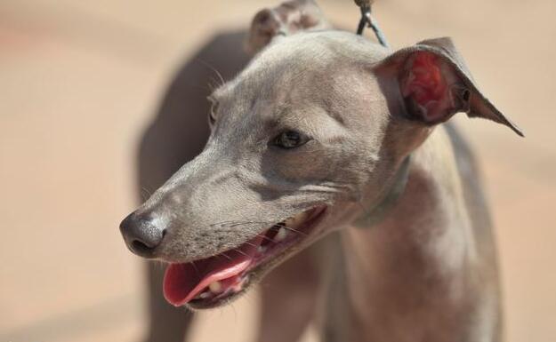 细狗和灵缇犬,灵缇犬和细狗哪个跑得快