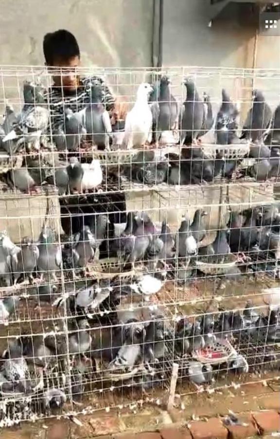 公棚迟归鸽最后都去了哪里,公棚迟归鸽还能继续比赛吗