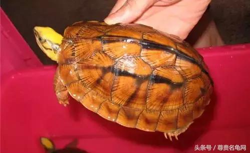 龟类推荐,龟类最新信息