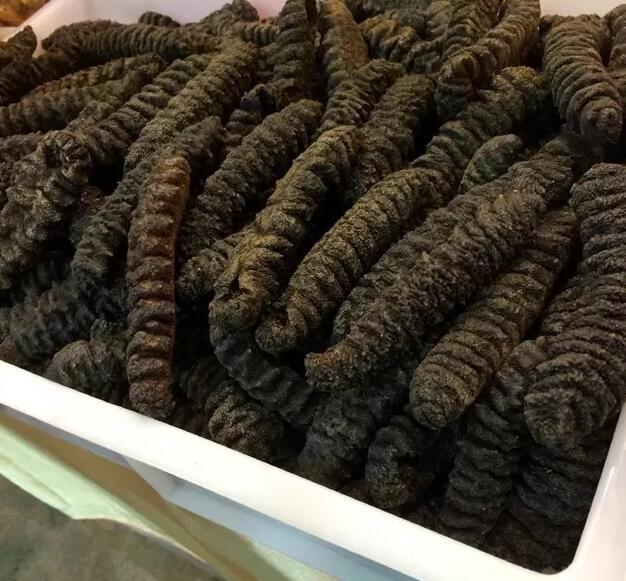 带您了解世界海参,你知道全球有多少种鲨鱼吗