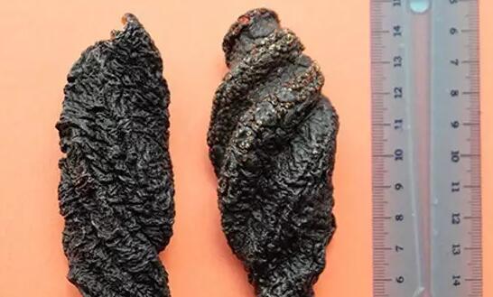 海参有上千种都是一样的吗,全世界海参有多少品种