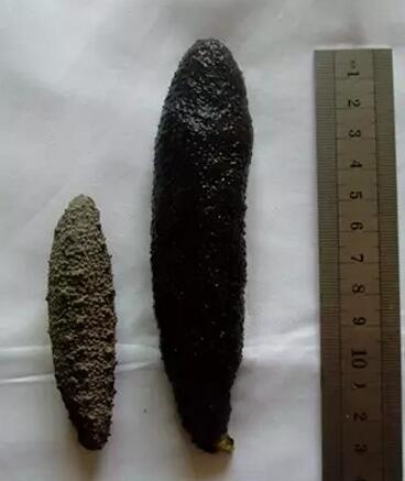 海参也有很多种,全世界所有可以吃的海参