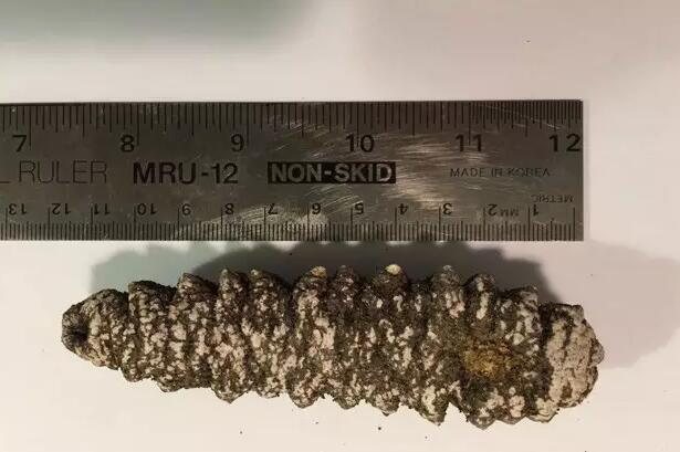 你知道世界上的鱼类有多少个,你知道的海底世界有多少种鱼